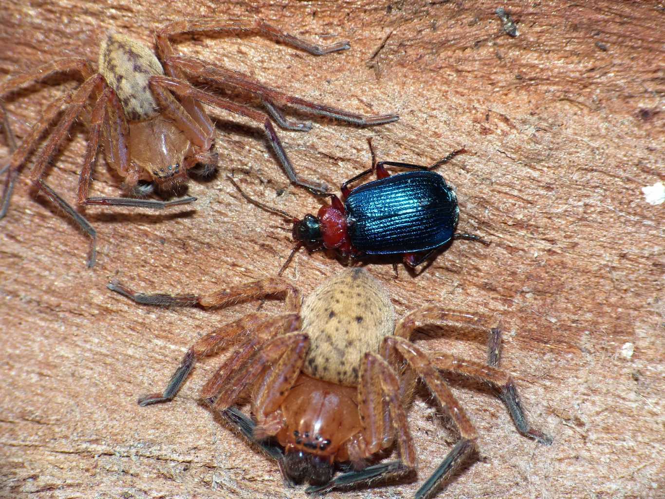 Lamprias fulvicollis - Fregene (RM)